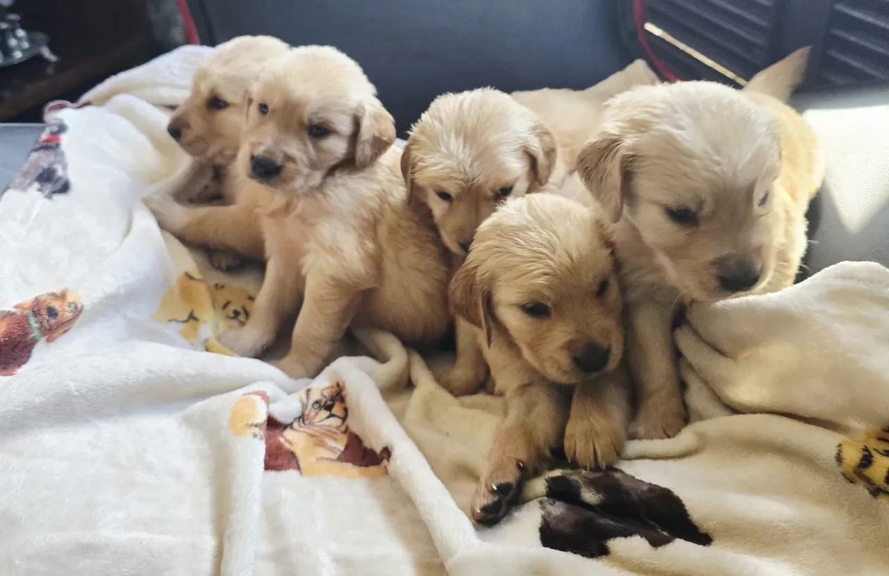 Filhotes femea Golden Retriever com Pedigree (opcional) - Foto 2