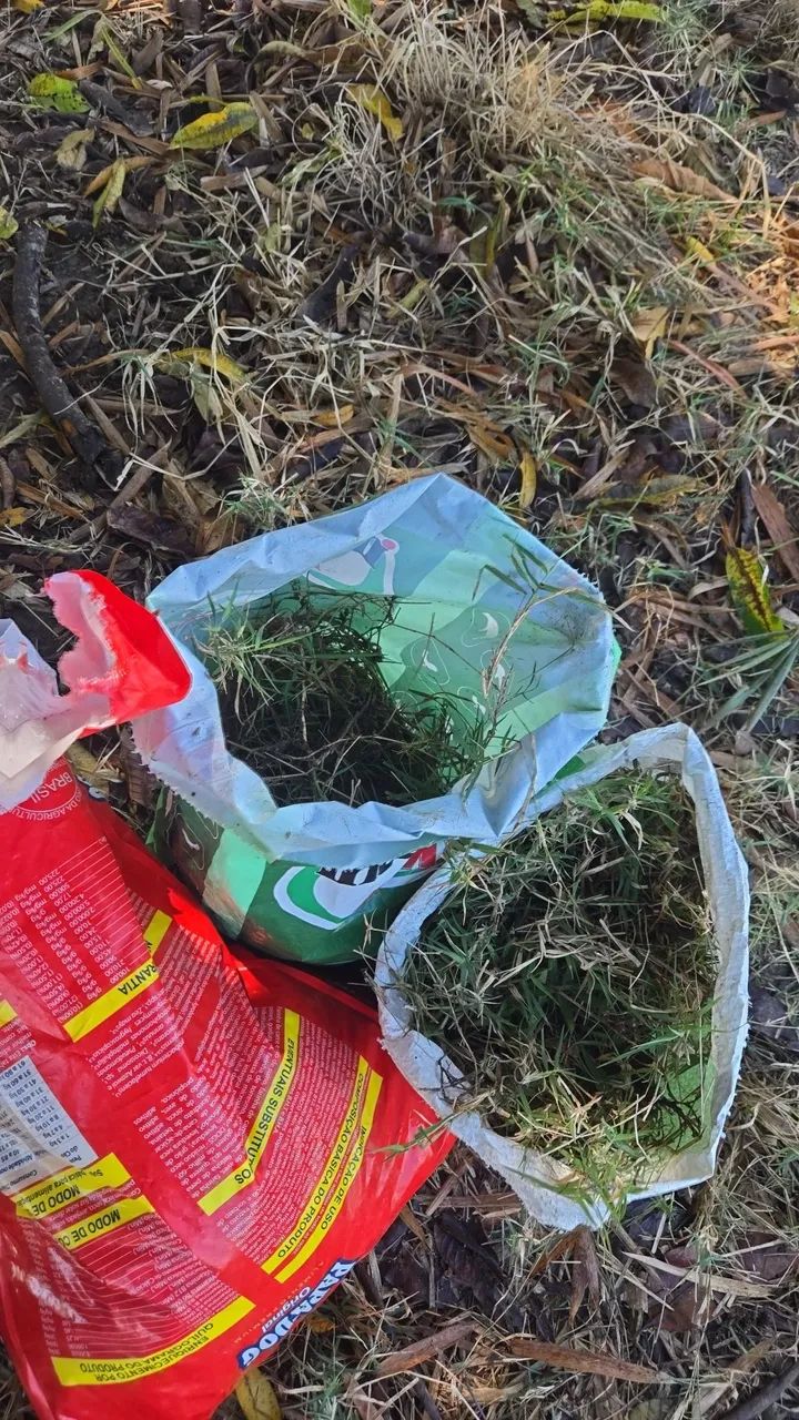  Tifton 85  mudas - Foto 3