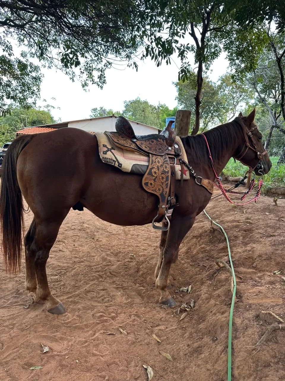 Cavalo Quarto de Milha  - Foto 3