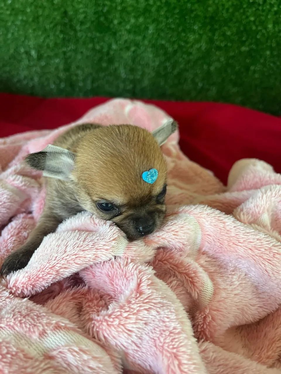 Chihuahua micro  - Foto 2