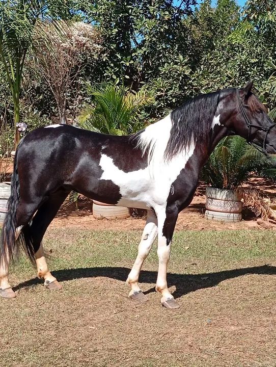 Cavalo Pampa de preto  - Foto 2