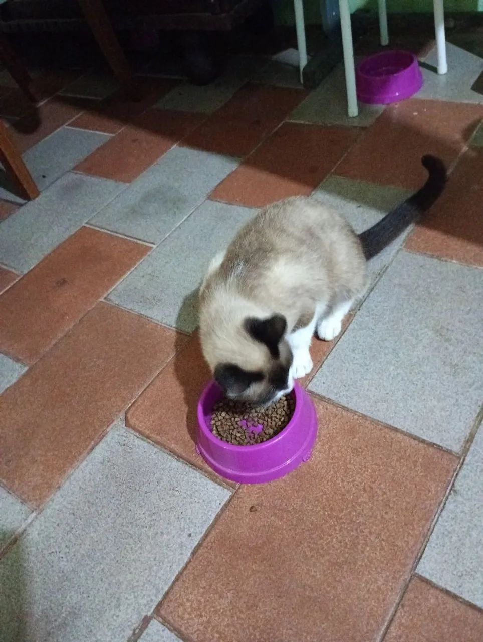 Gata raça radgoll oito mês  - Foto 4