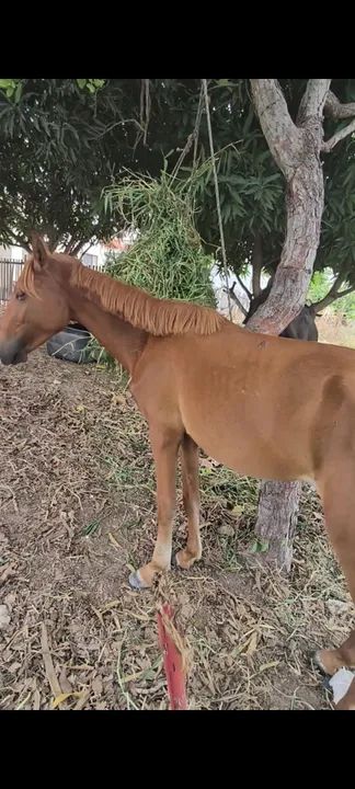 Potra lazã 2 anos e meio - Foto 2