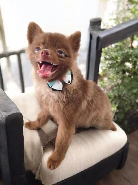 Sptiz Alemão chocolate /Lulu da Pomerânia  - Foto 2