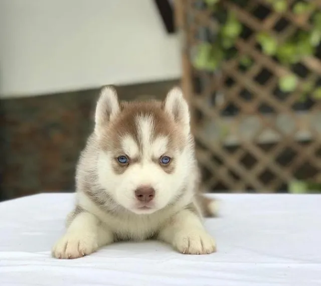 Husky siberiano, um lindo membro pra sua família.