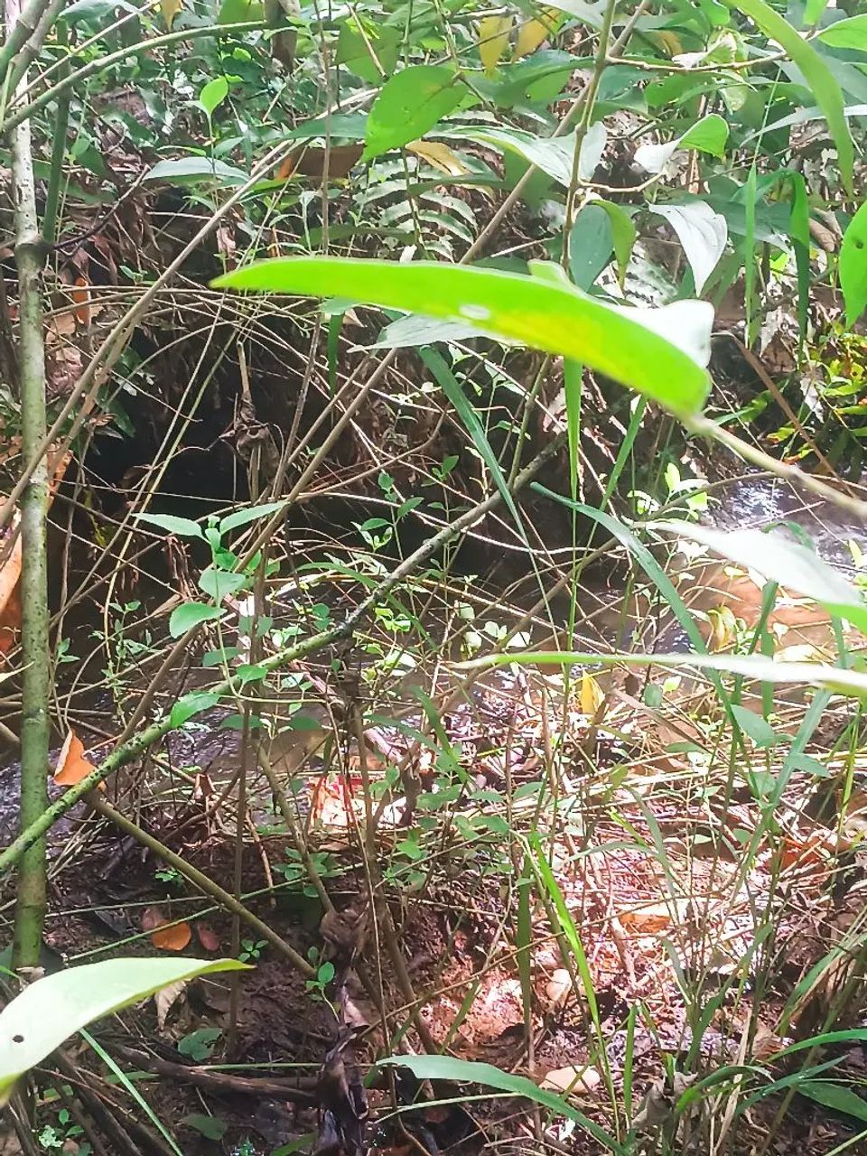 CHÁCARA RECREIO SAMAMBAIA - GOIANIA.