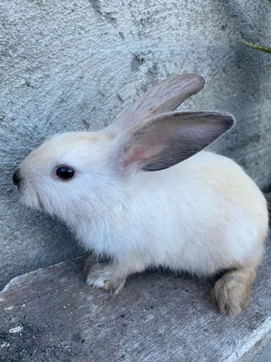 Vende-se coelhos 20 reais - Foto 3