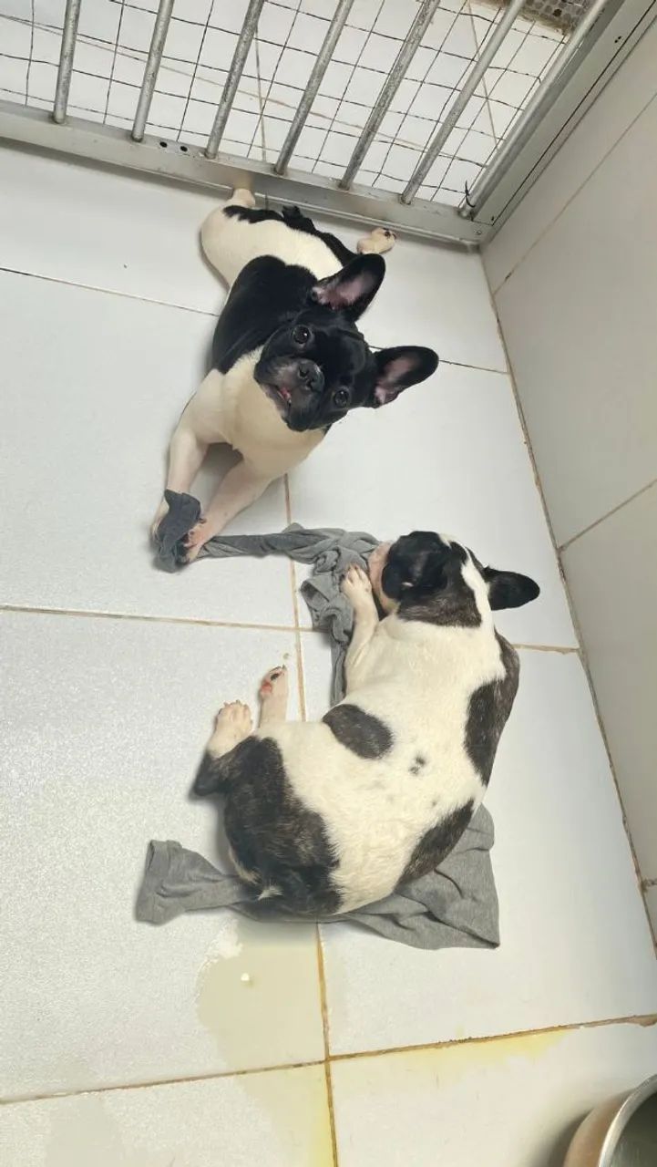 BULDOGUE FRANCÊS FÊMEAS! CBKC!  ACEITAMOS CARTÕES!  - Foto 3