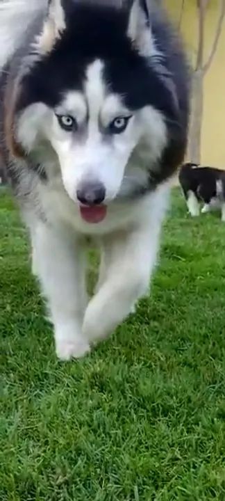 HUSKY SIBERIANOS  - Foto 2