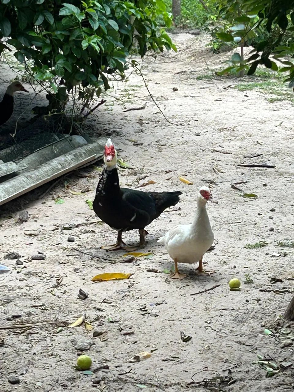 Patos Indianos bem cuidados, raros e lindos - Foto 4