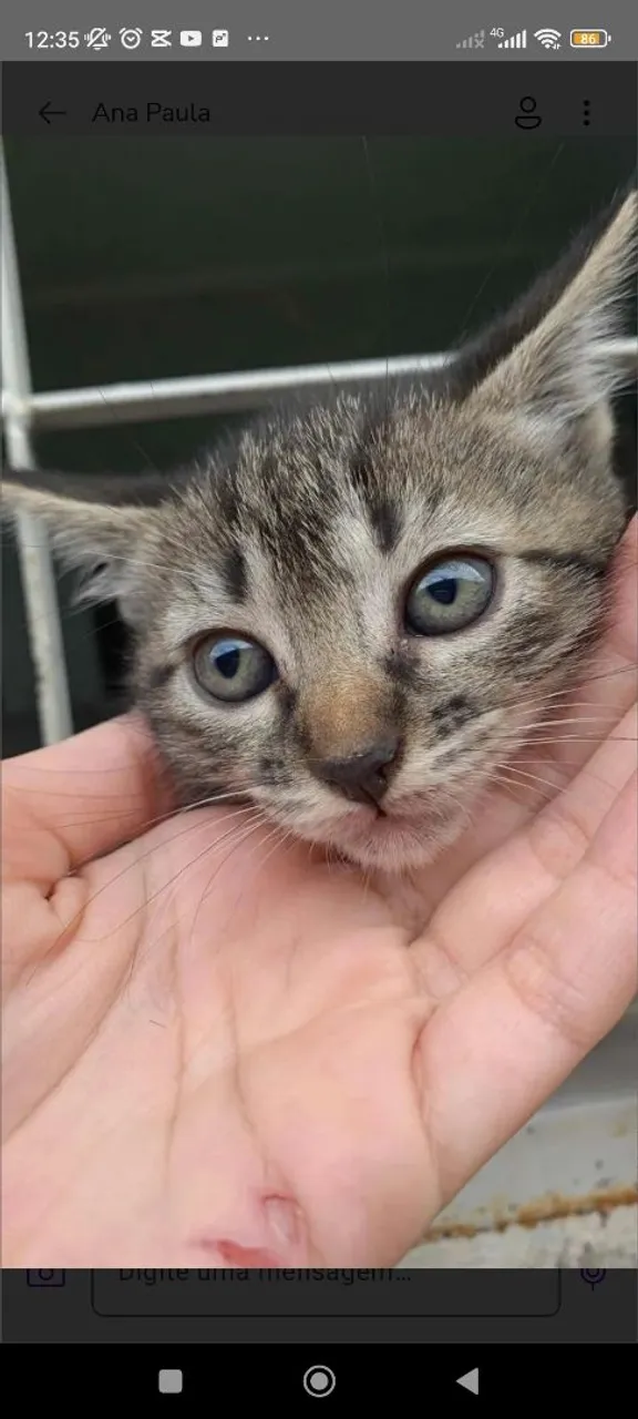Gatinha fofa para adoção
