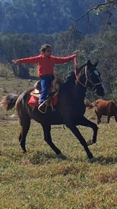 Cavalo Manga Larga - Foto 2