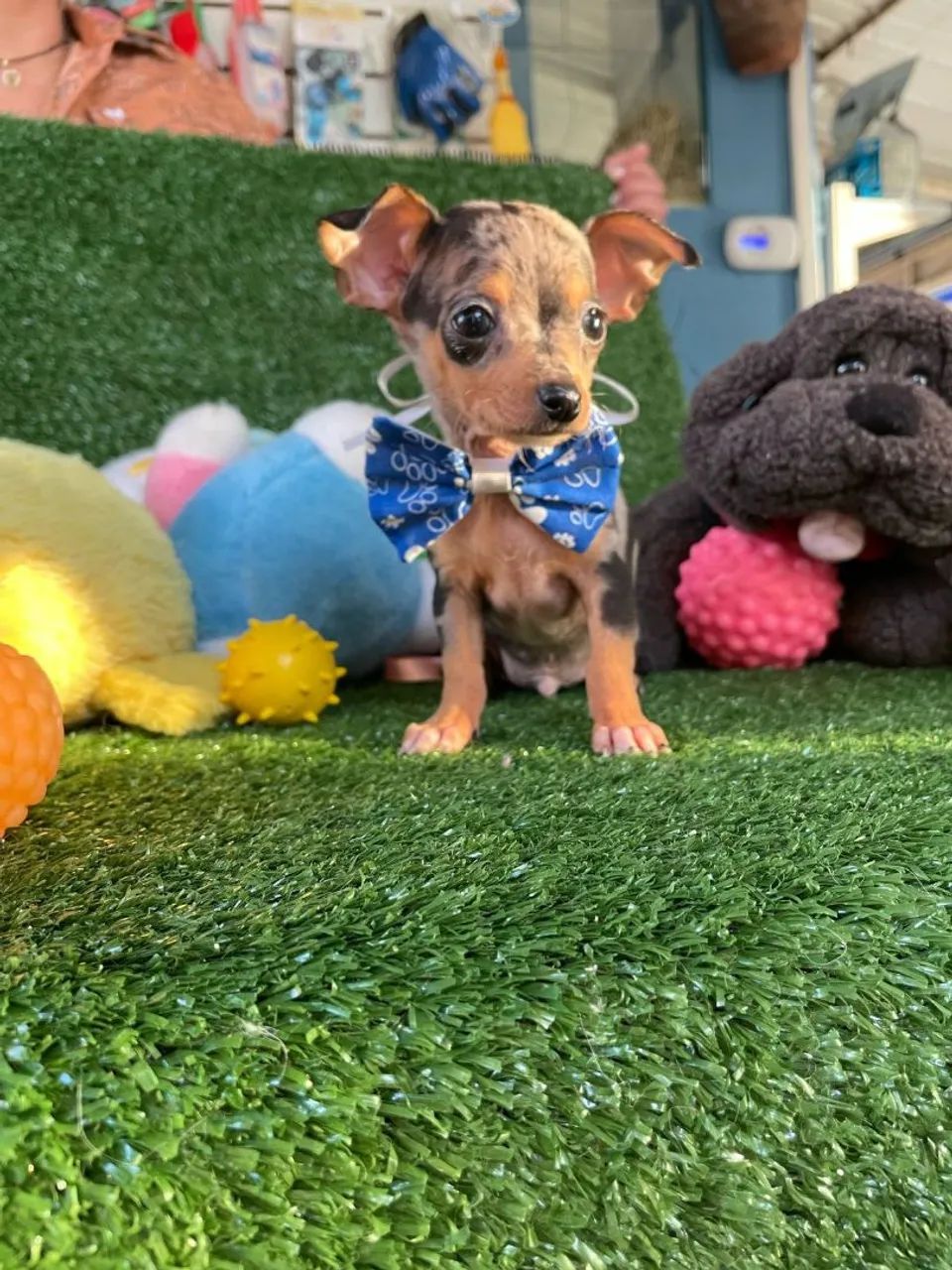  pinscher miniatura Macho merle 