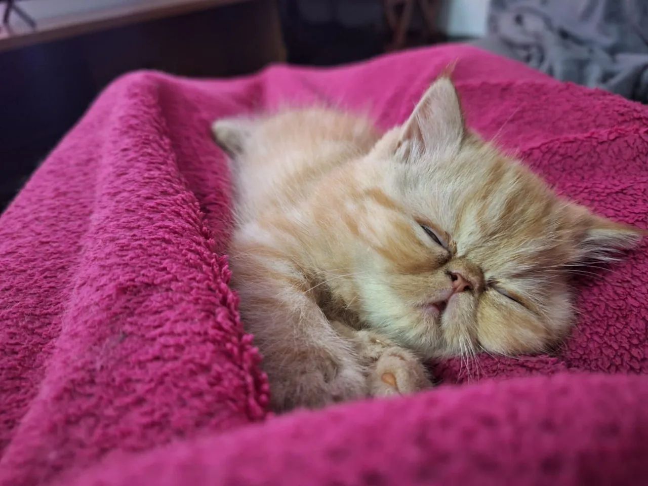 Persas Maravilhosos Disponíveis  - Foto 3