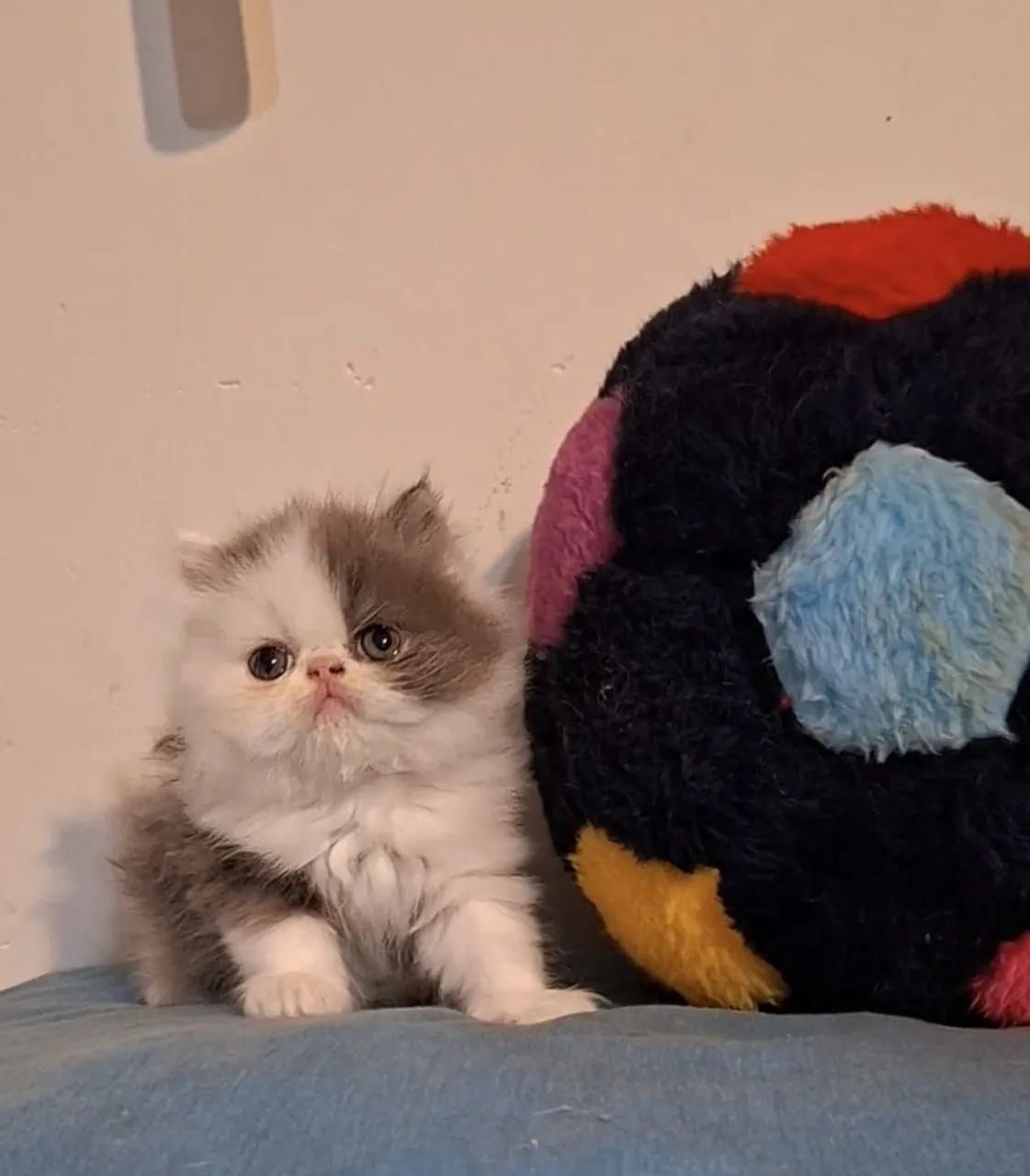 Persas (leia o anúncio) - Foto 4