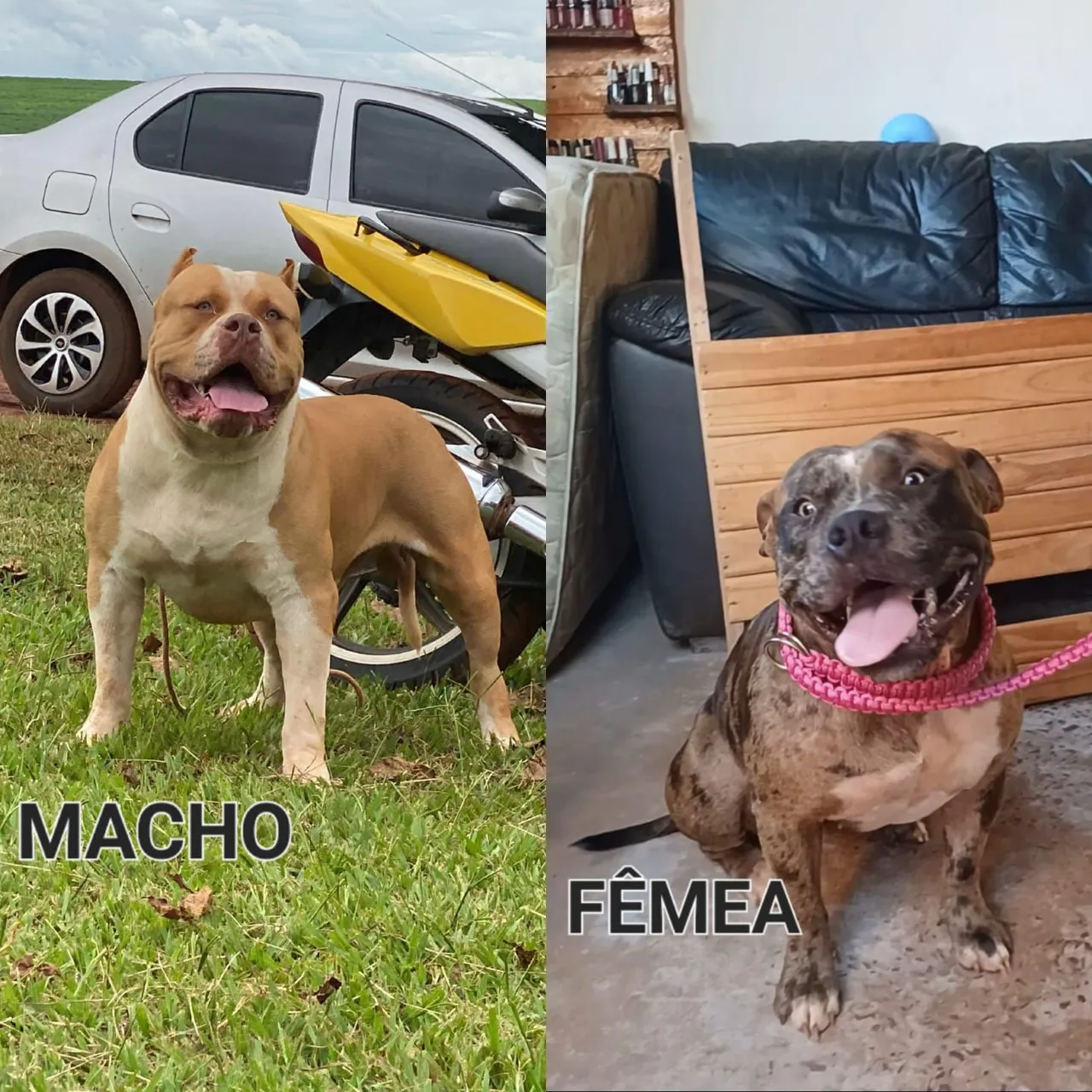 Filhotes de Pitbull - Macho e Fêmea Disponíveis