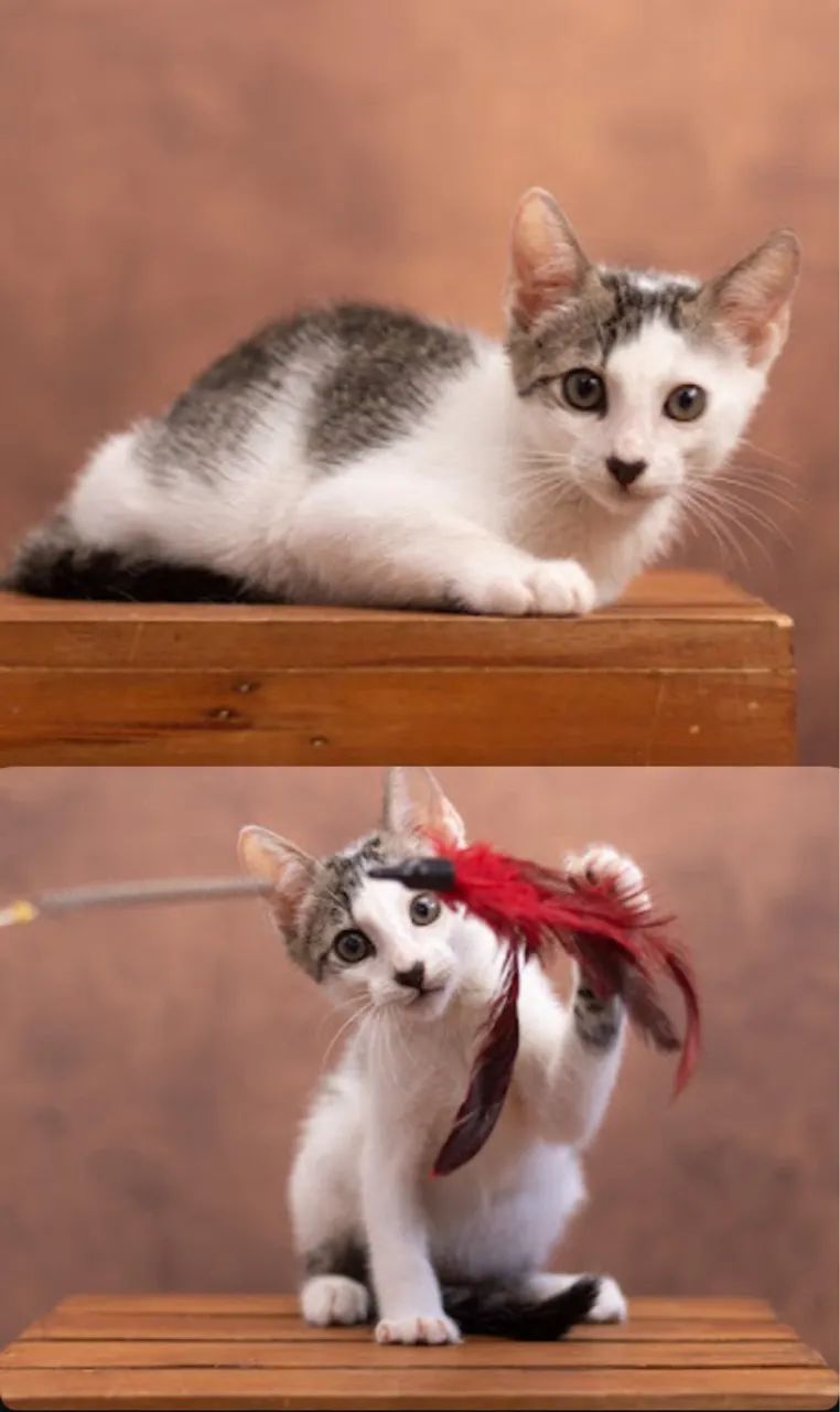 Filhotes para adoção responsável  - Foto 2