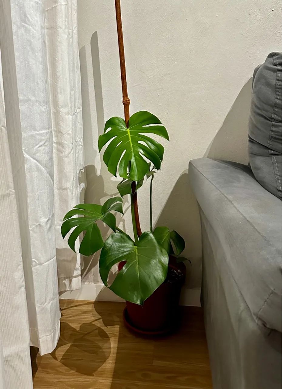 Costela de Adão perfeita com tutor 