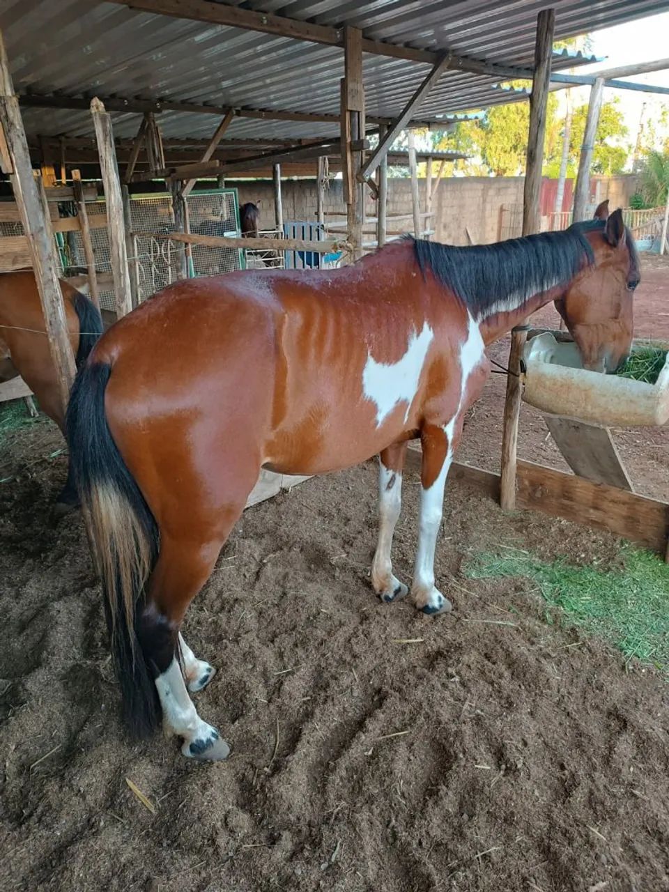 Mangalarga marcha batida  - Foto 2