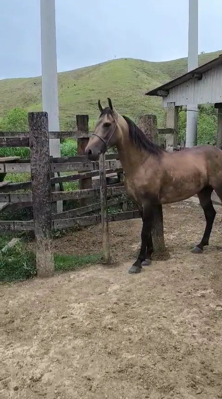 Cavalo Mangalarga  - Foto 5