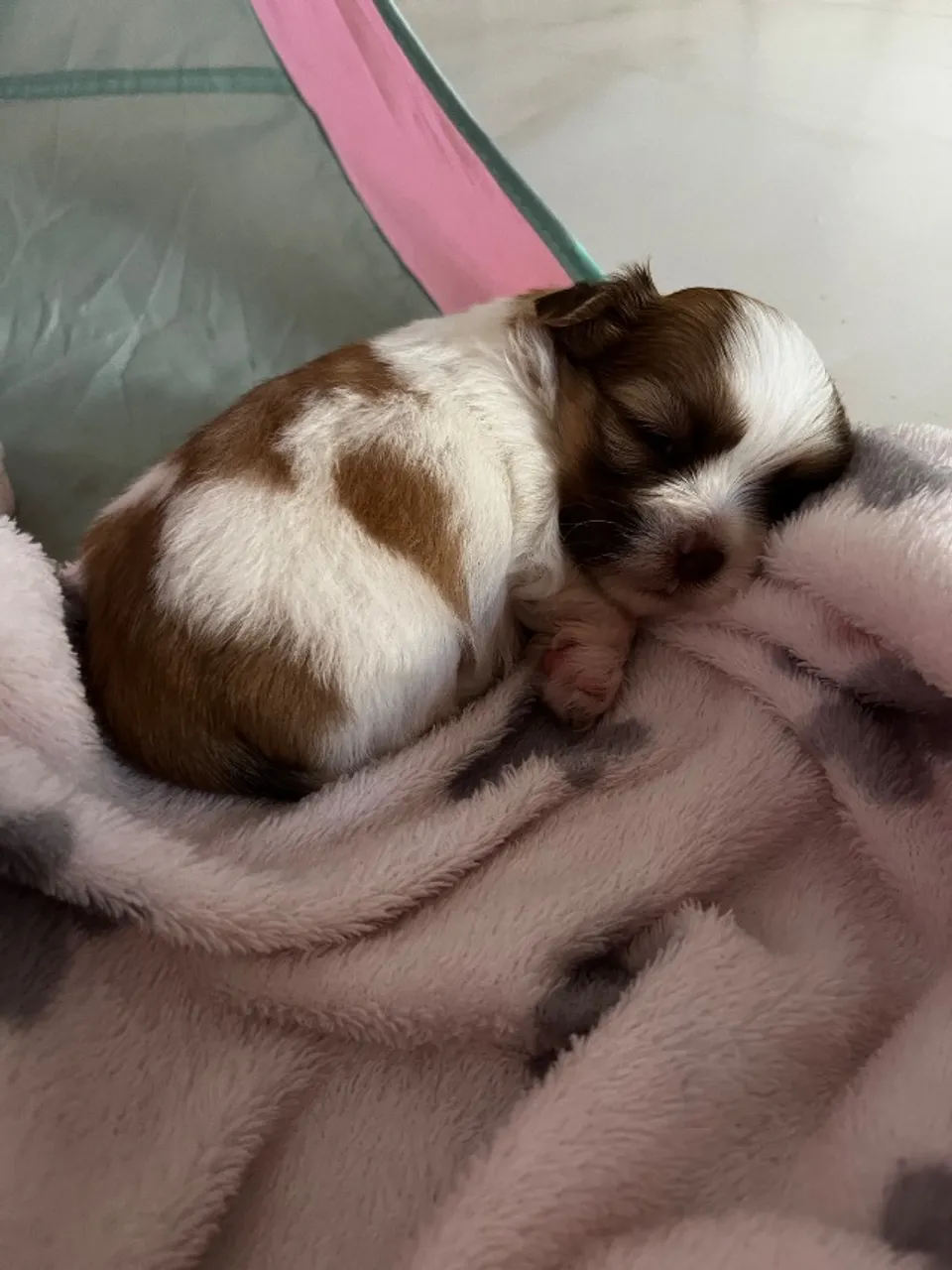 shih tzu Macho