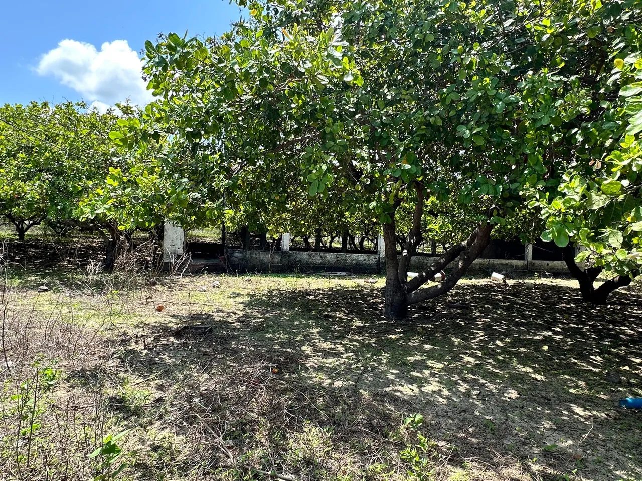 FAZENDA PRODUTIVA EM GUANACÉS  R$1.200.000,00 - Foto 3