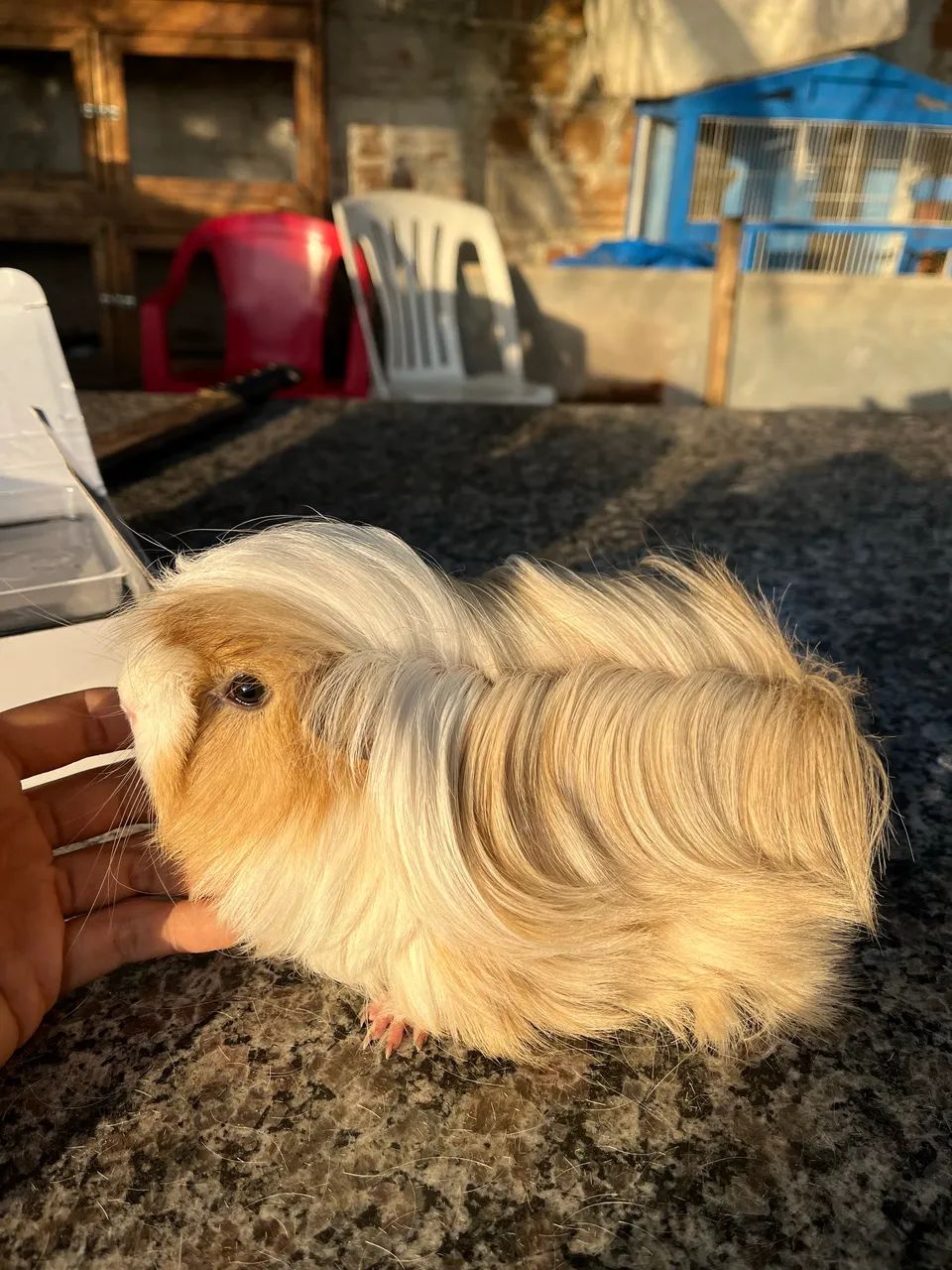 Porquinho da índia peruano 64169288353667120