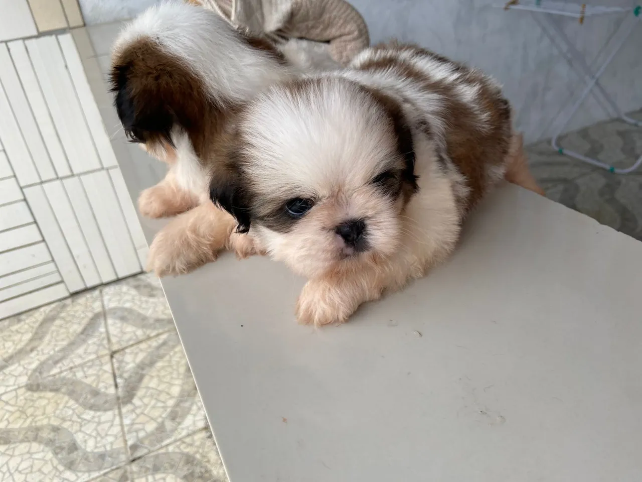 Shih Tzu a venda 