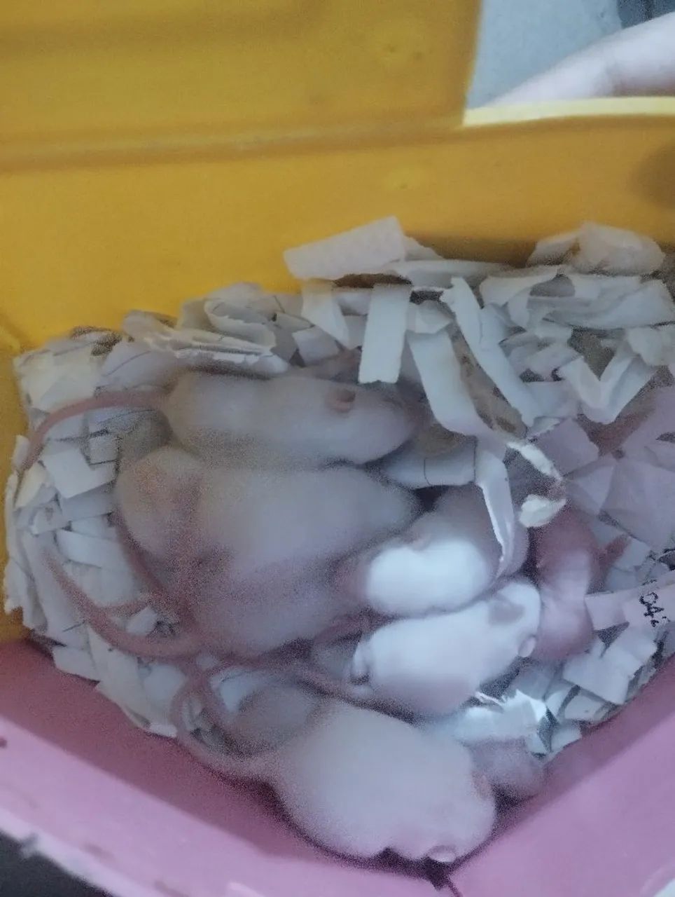 Ratos Twister e camundongos  - Foto 3