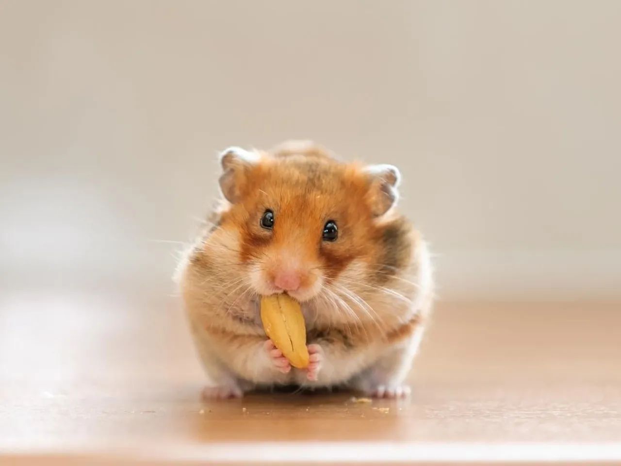 Hamster - Foto 2