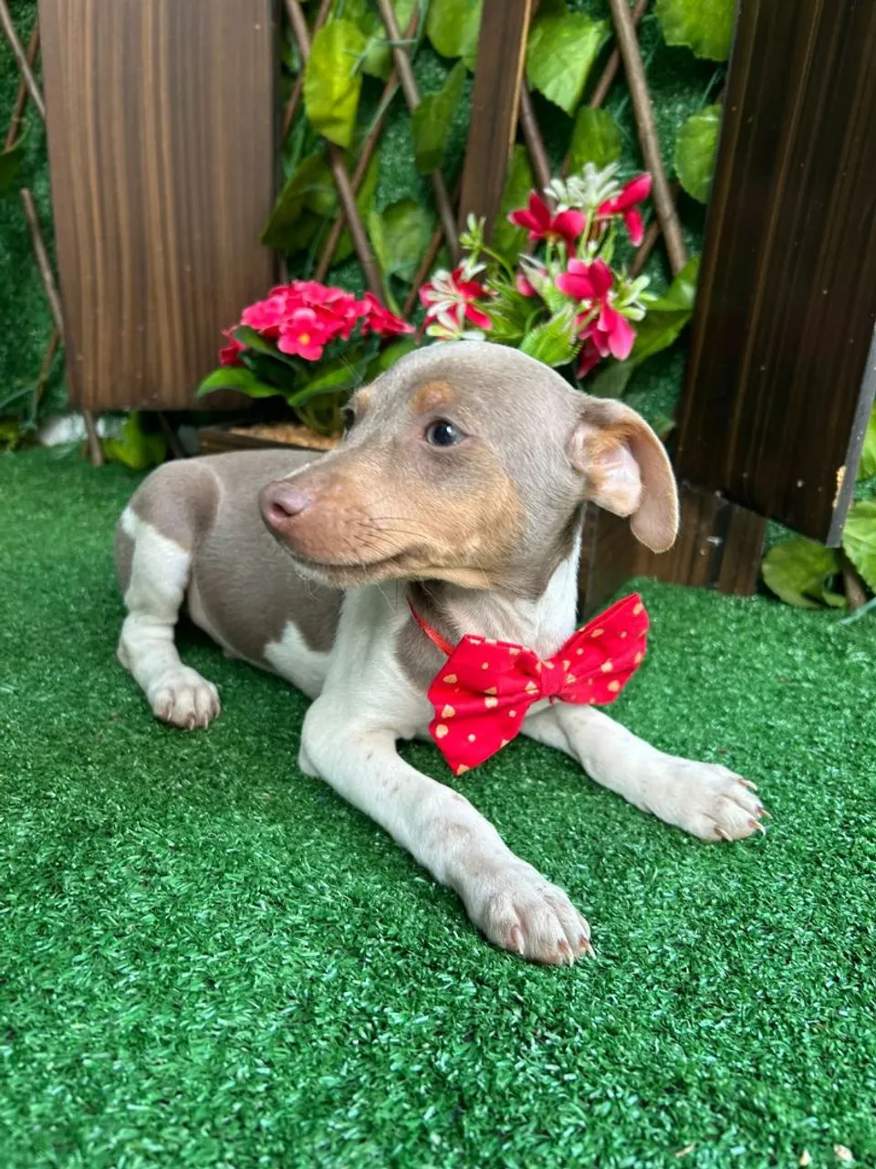 Terrier brasileiro ( O famoso Fox paulistinha)