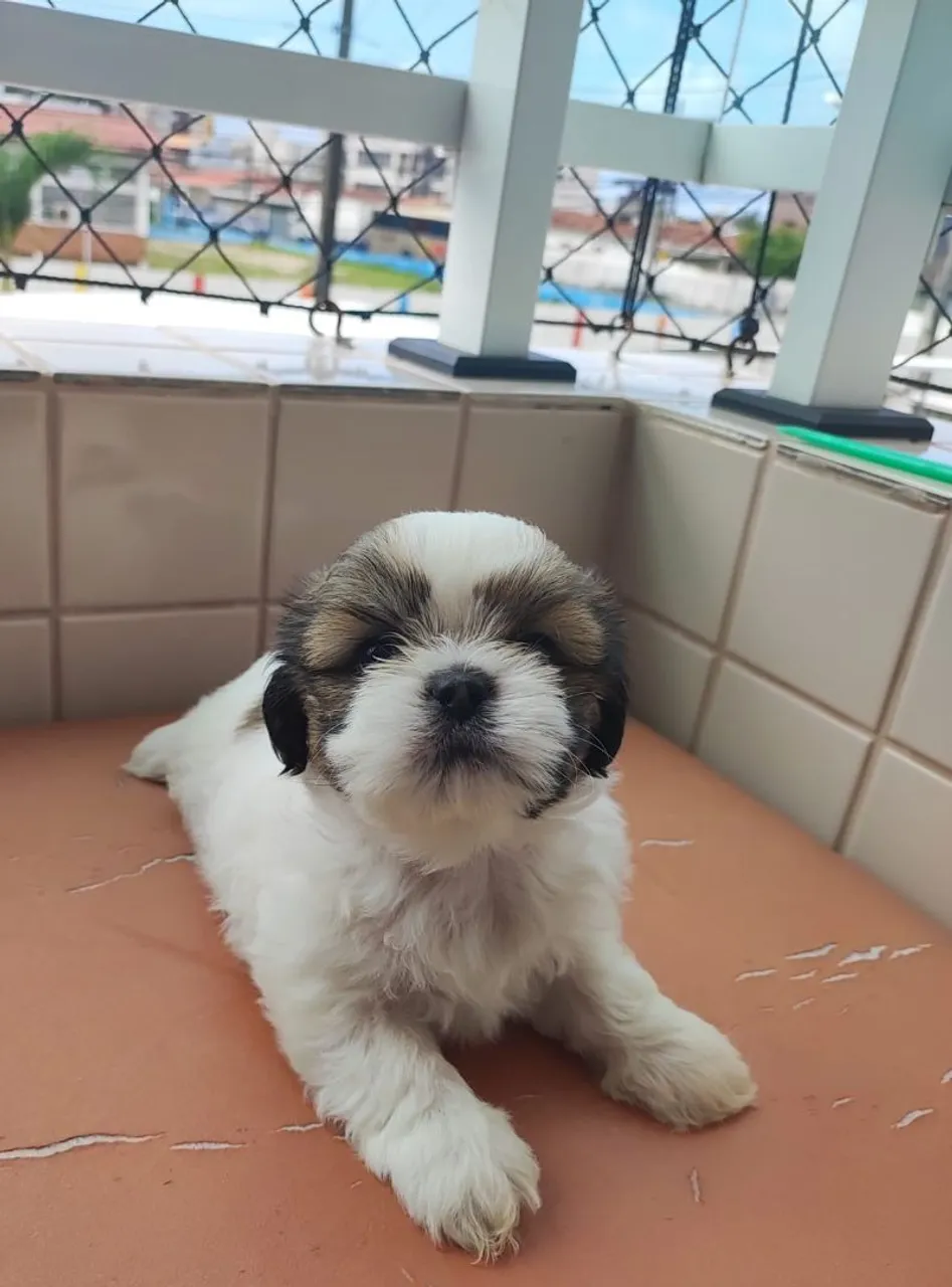 Shih Tzu marcho
