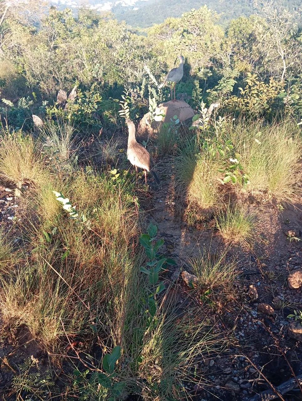 Terreno na várzea das flores  - Foto 9
