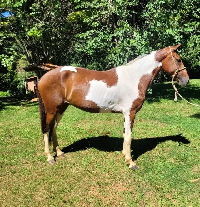 MANG. LARGA MARCHADOR - BRISA