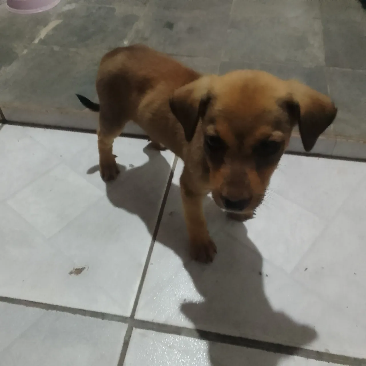 Filhote de cachorro para doação (adoção)