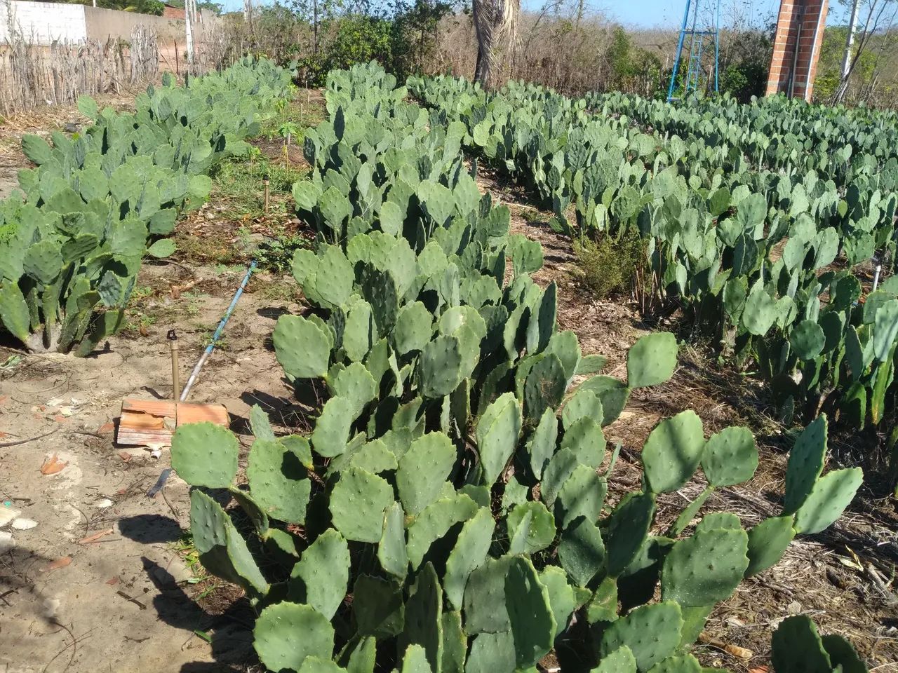 Palma forrageira  - Foto 5