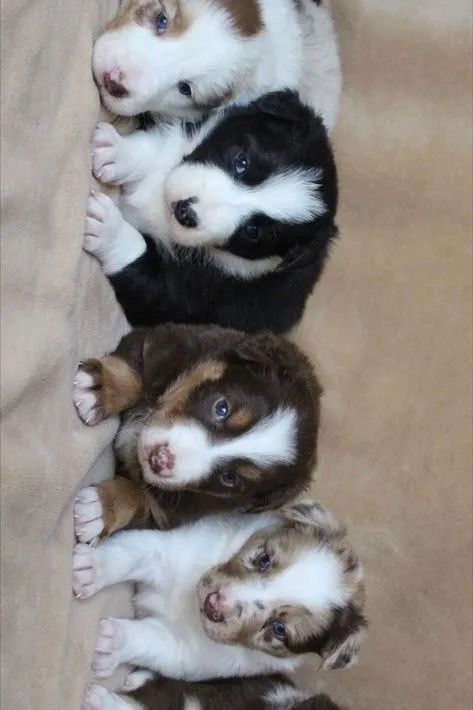Border Collie: o Einstein do mundo canino.
