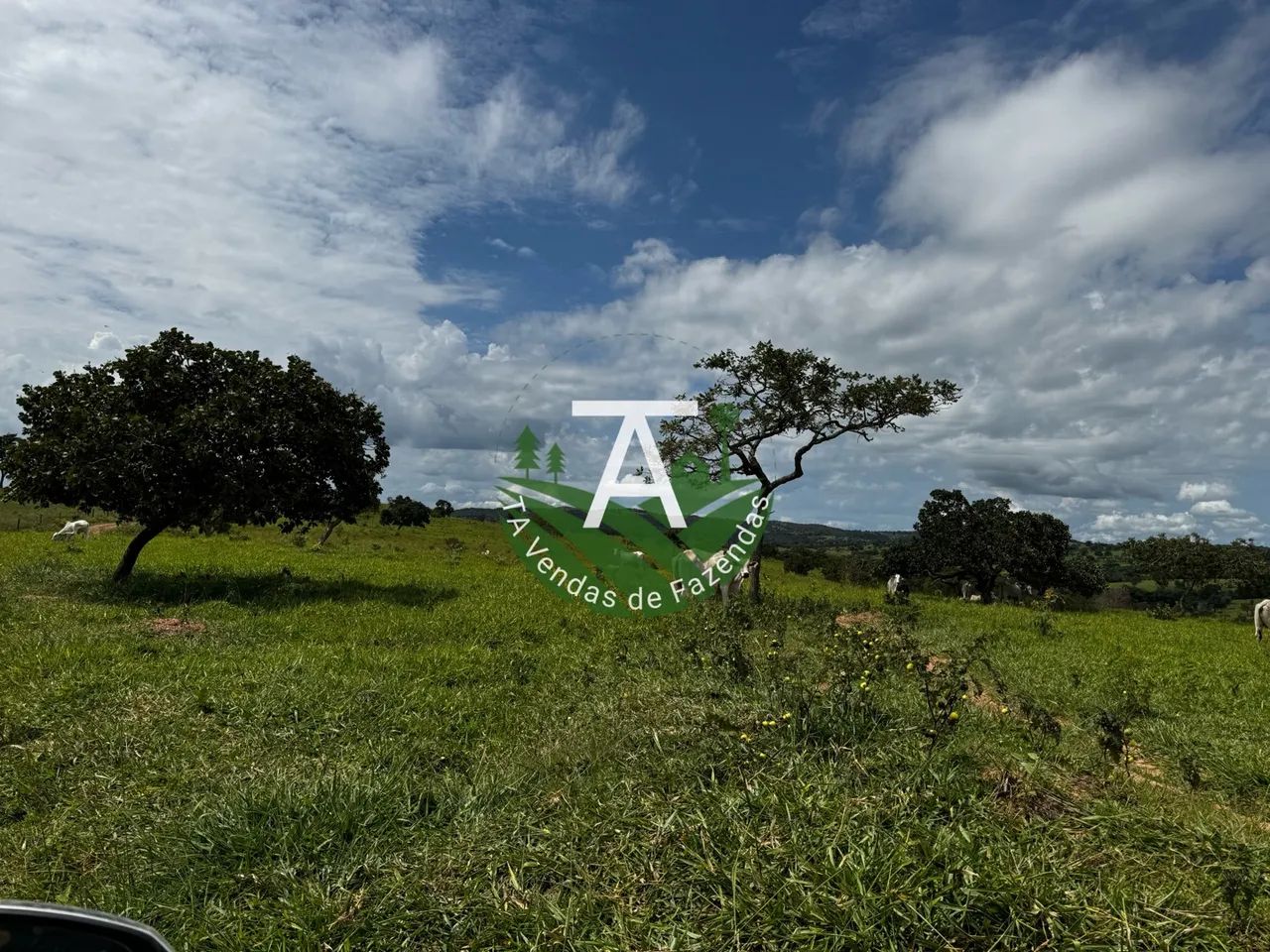 Fazenda de 64 alq em Ipameri-GO - Foto 2