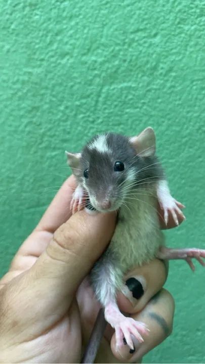 Pets Twister- mercol pet -Dumbo - Pet (machos e fêmeas disp)