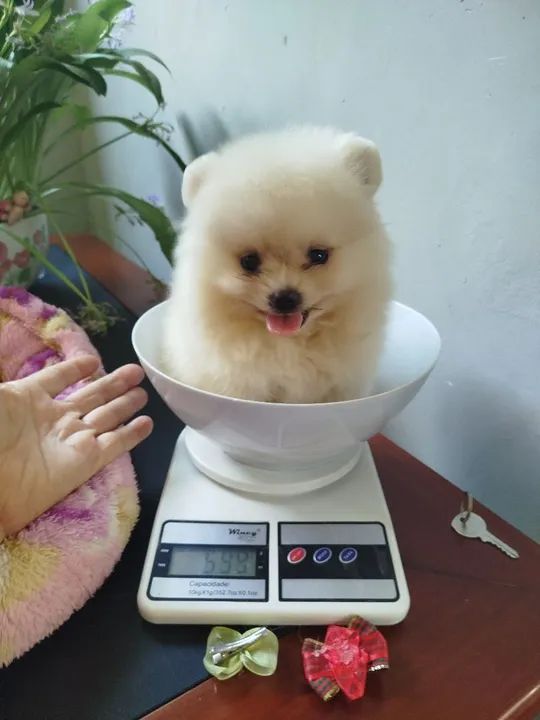 Spitz alemao - Foto 3