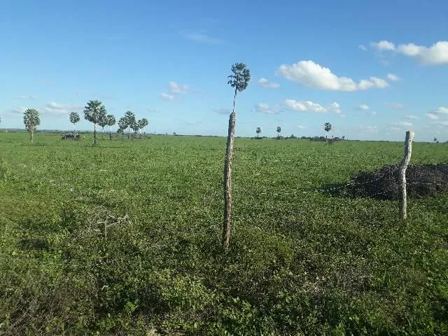 Fazenda com 190 hectares entre lagoa de pedras e serinha