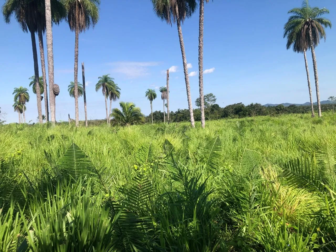Fazenda com Palmiteiros e Pastagem Exuberante