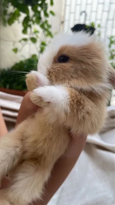 Mini coelho pet raça 150 reais  - Foto 4