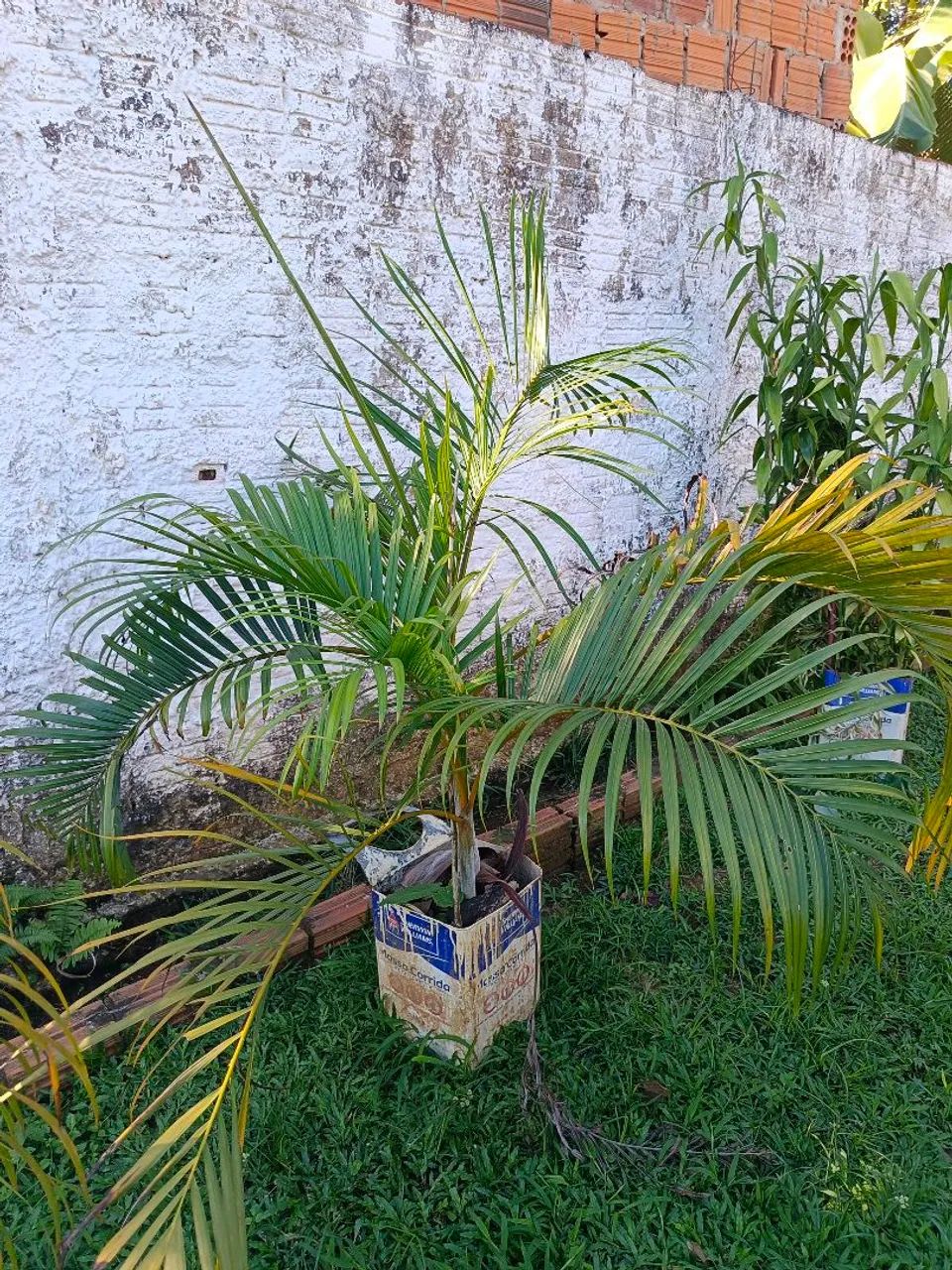 Decore com vida e elegância! - Foto 2