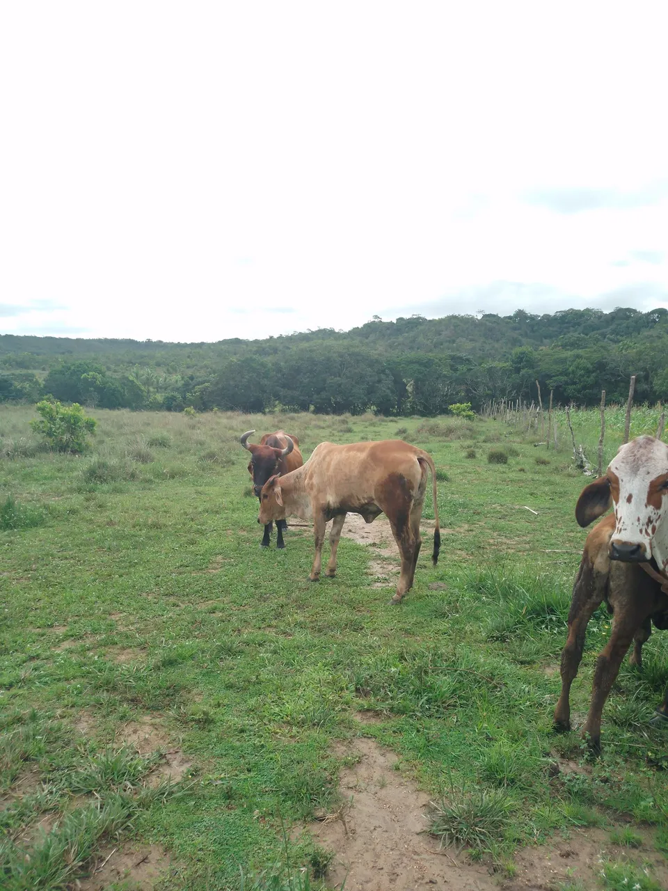 Sitio