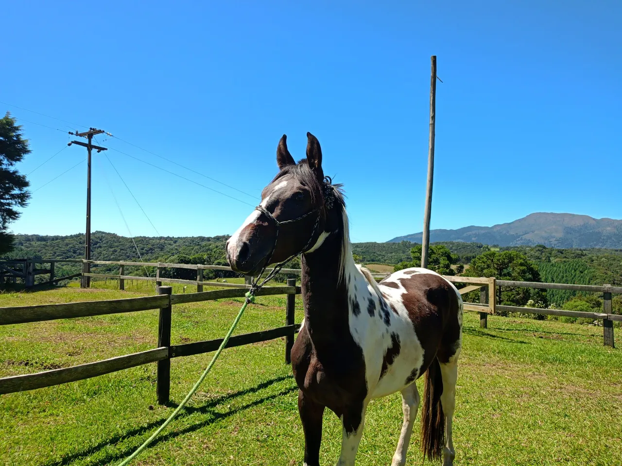 Cavalo Garanhao Homozigoto Mangalarga Marchador