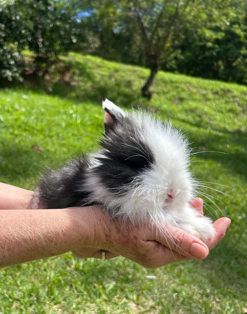Mini Coelho Mini Lop Fuzzy Fêmea