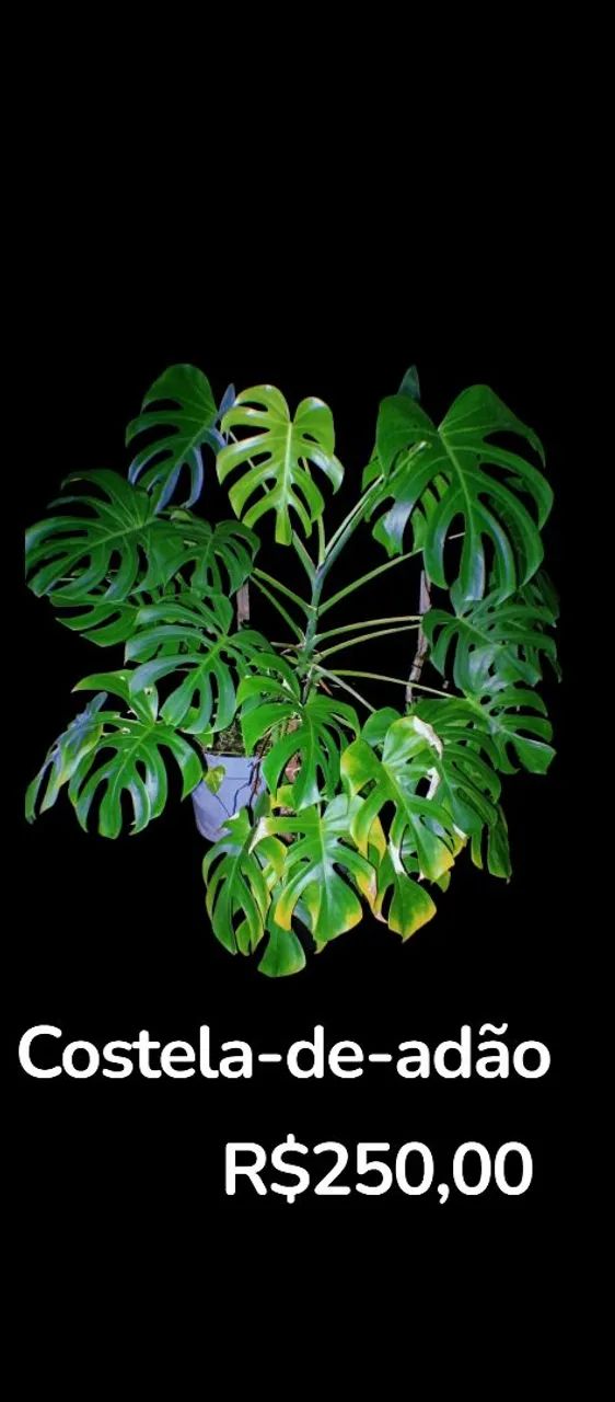 Philodendron sanguíneo  - Foto 4