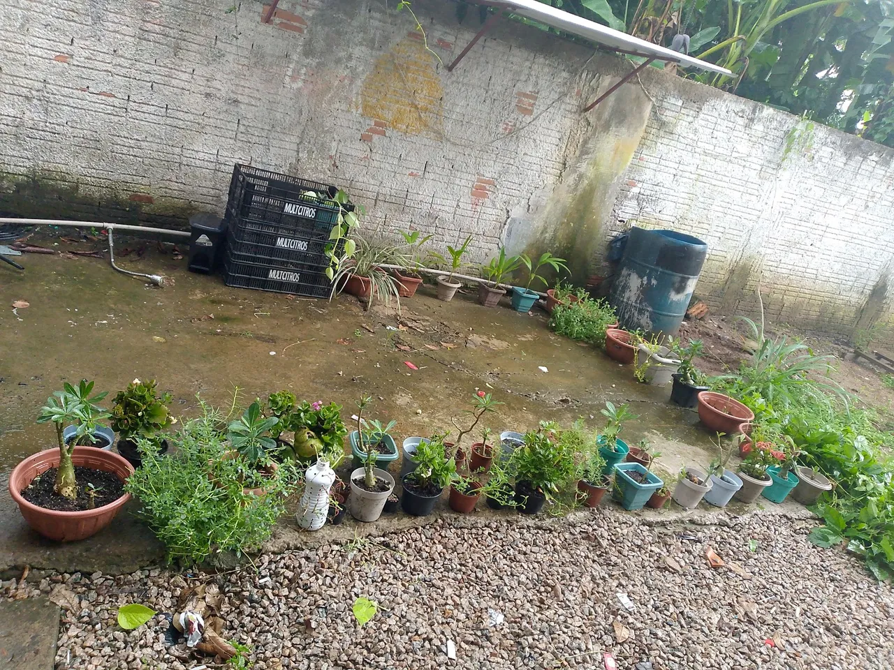 Rosas do deserto e outras