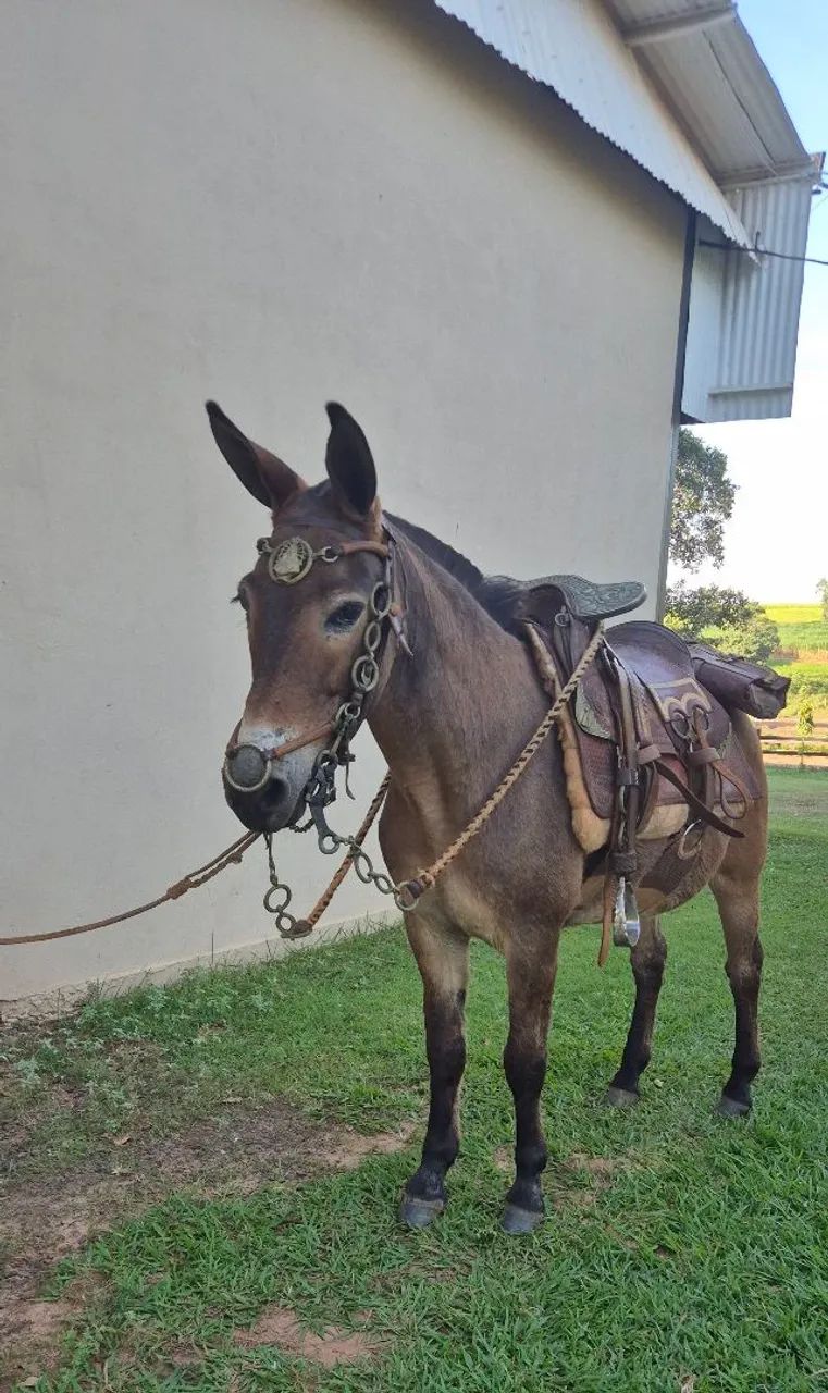 Mini mula para crianças linda parcelado no cartão  - Foto 3